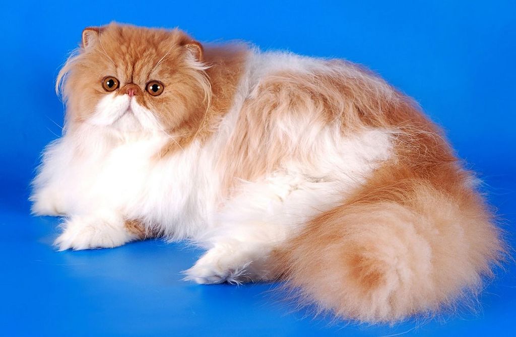 Персидская порода кошек. Тонкости ухода и содержания