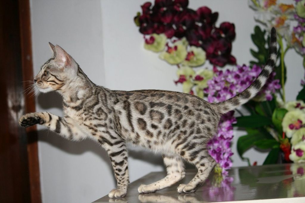 Бенгальская кошка. Почти карманный леопард. 