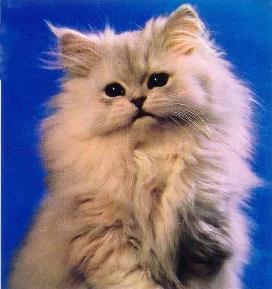 Породы лидеры по сердечным заболеваниям: персидские кошки.