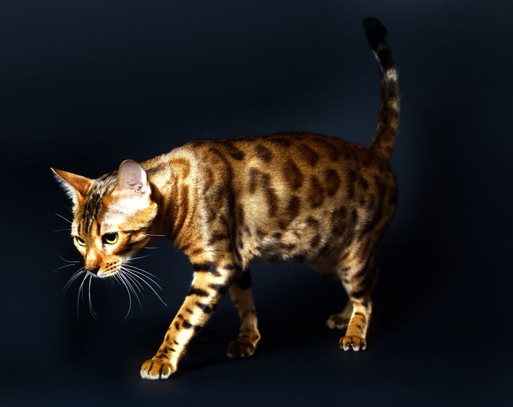 Бенгальская кошка. Почти карманный леопард. 