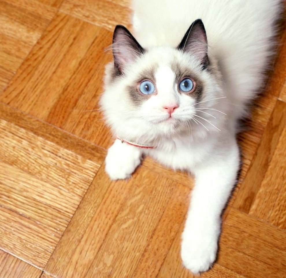 рэгдолл кошка белая фото