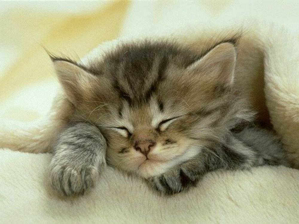 Сонный котенок. Спящие котики. Милые спящие котята. Красивый котенок во сне