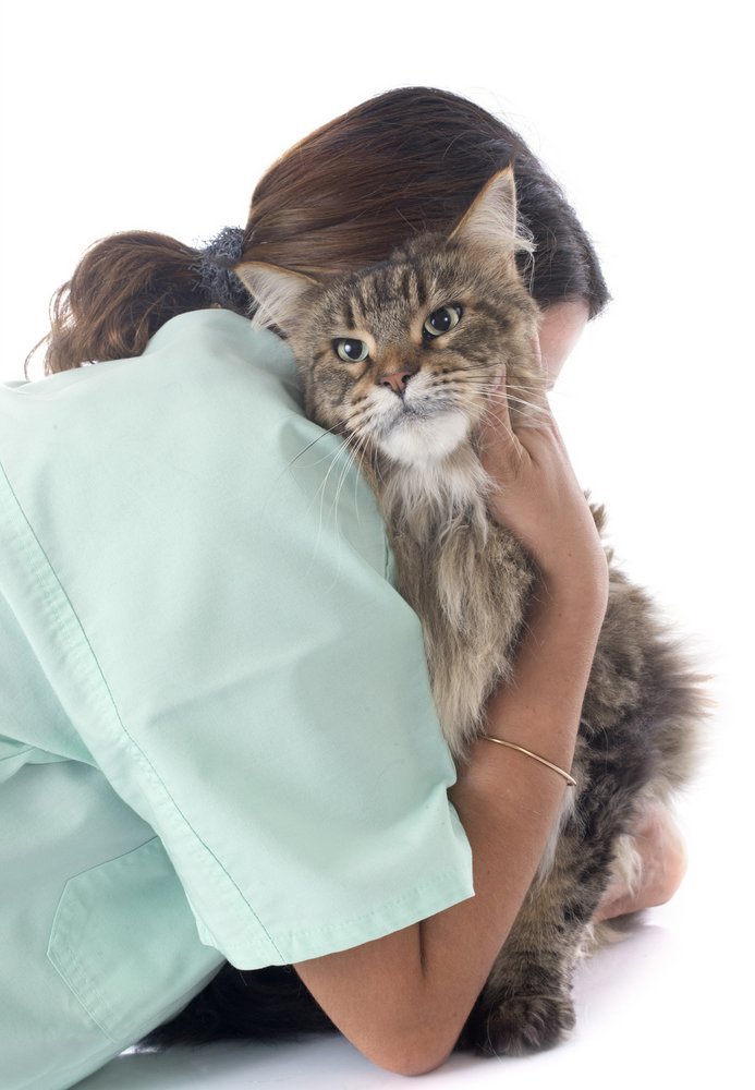 Самые распространенные болезни печени у кошек симптомы и лечение