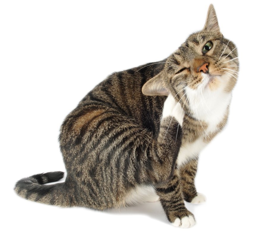 Ваша кошка чешет уши - значит ее что-то беспокоит