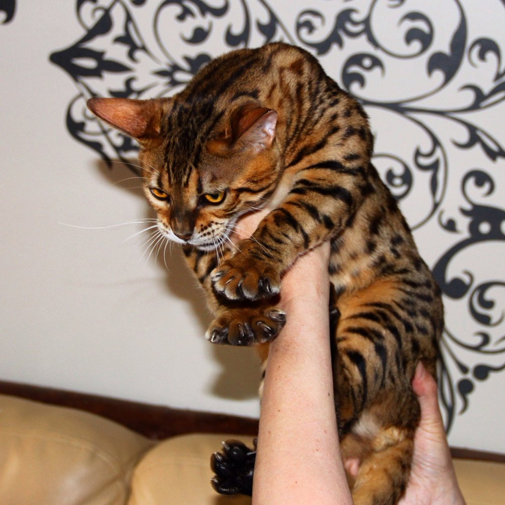 Бенгальская кошка размер. Бенгальская кошка. Бенгальские котята. Котята бенгальской породы. Бенгальский кот взрослый.