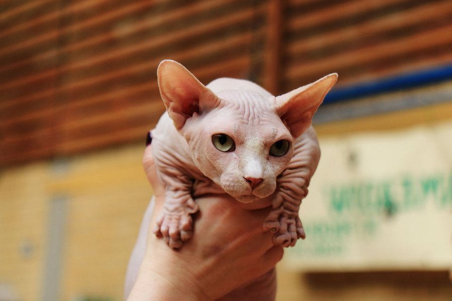 Бамбино - удивительная порода кошек