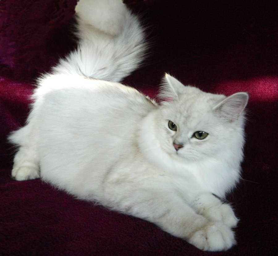 Своим появлением бурмилла обязана персидским кошкам