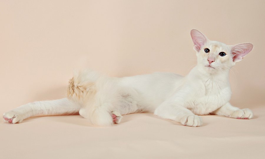 Мало вероятно, что аллергию вызовет балийская порода кошек