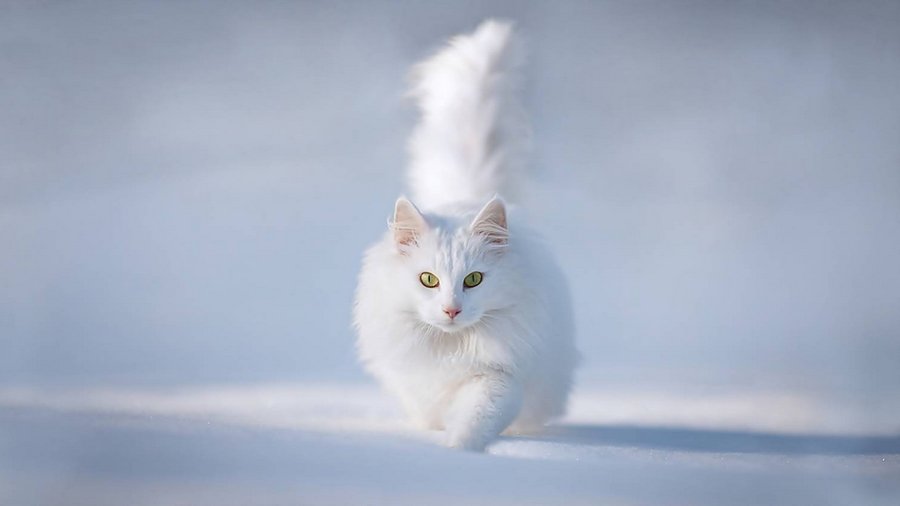 За белой кошкой требуется более тщательный уход