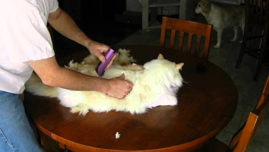 Груминг - неотъемлемая часть ухода за длинношерстными кошками