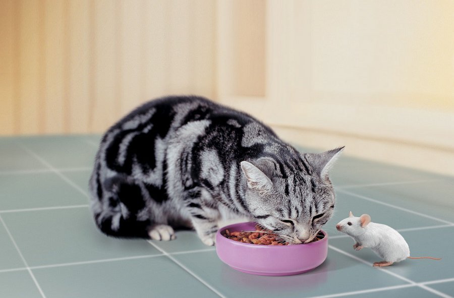 Решите заранее какой тип питания будет у вашей кошки