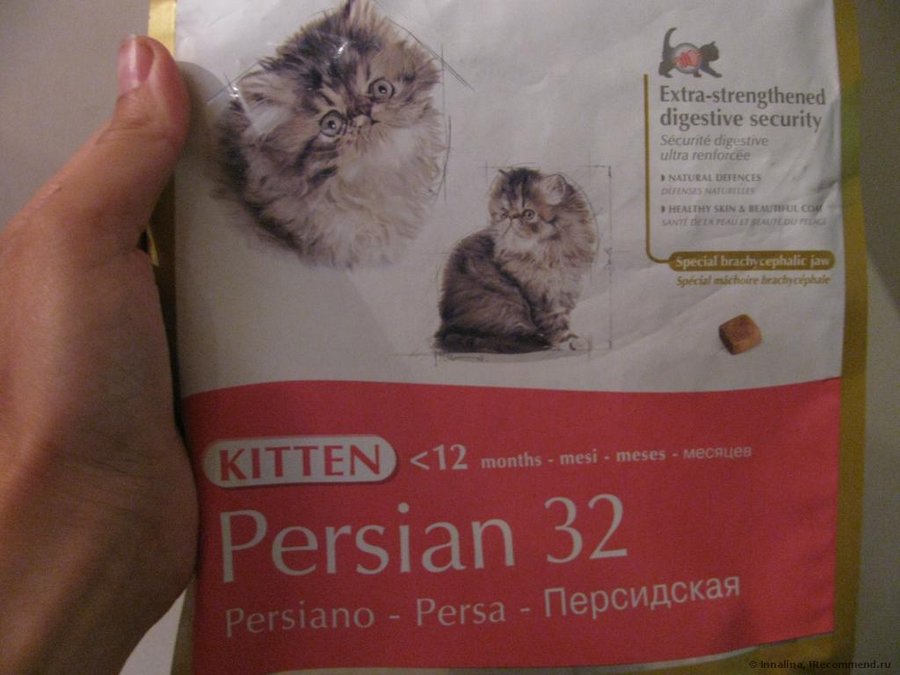 Корм для персидских кошек вполне подойдет и экзотам