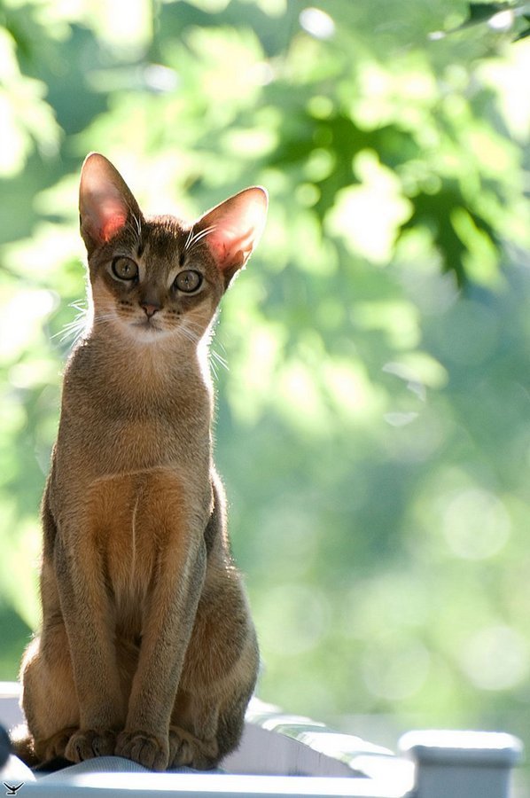 Абиссинская кошка - гибкое и изящное животное
