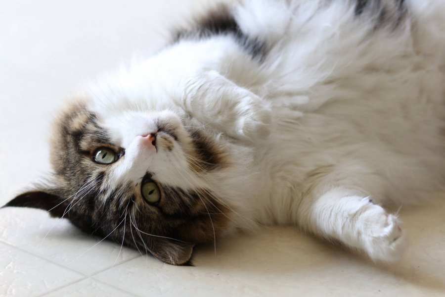 Повышение температуры тела у кошки может говорить о ряде заболеваний