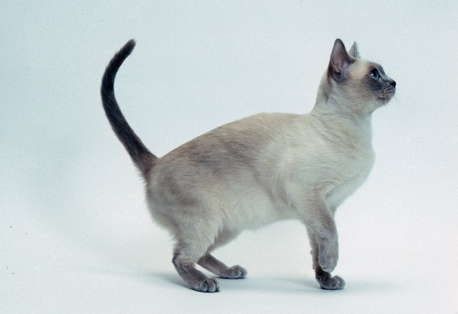 Кошки тонкинской породы имеют несколько типов окраса