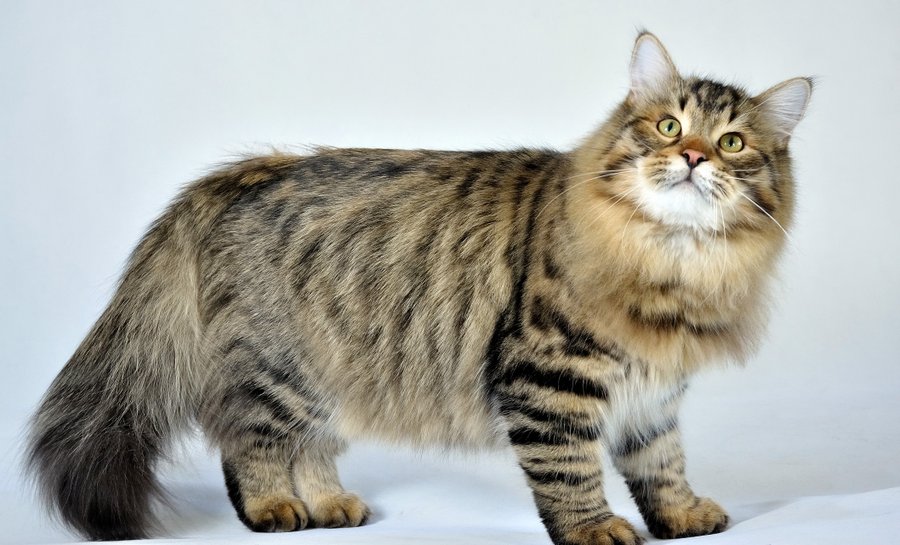 Сибирская кошка имеет шикарную шерсть и подшерсток, которые требуют тщательного ухода