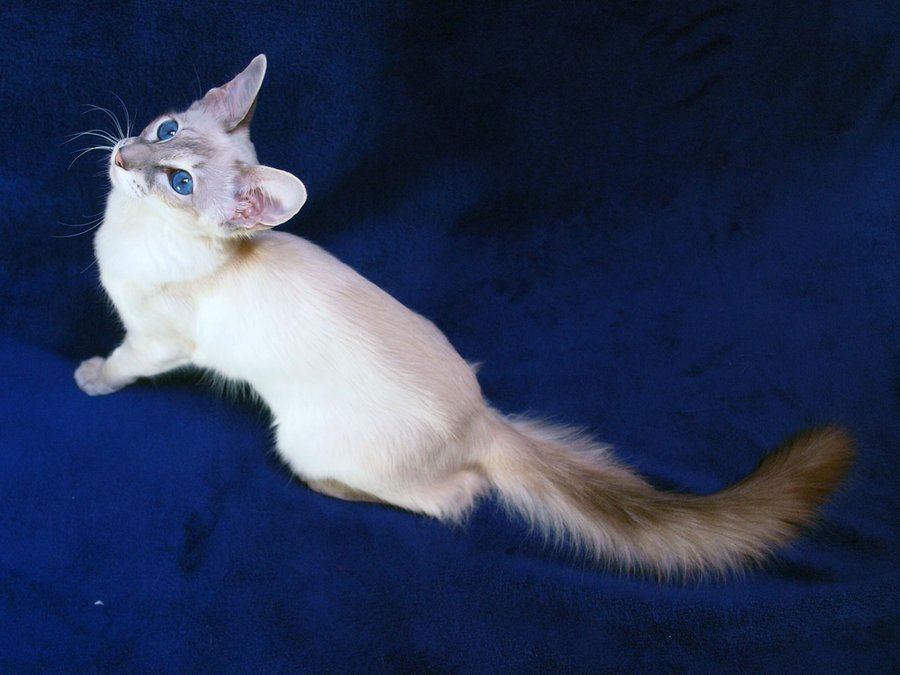 Балинезийская кошка гармонична и элегантна 