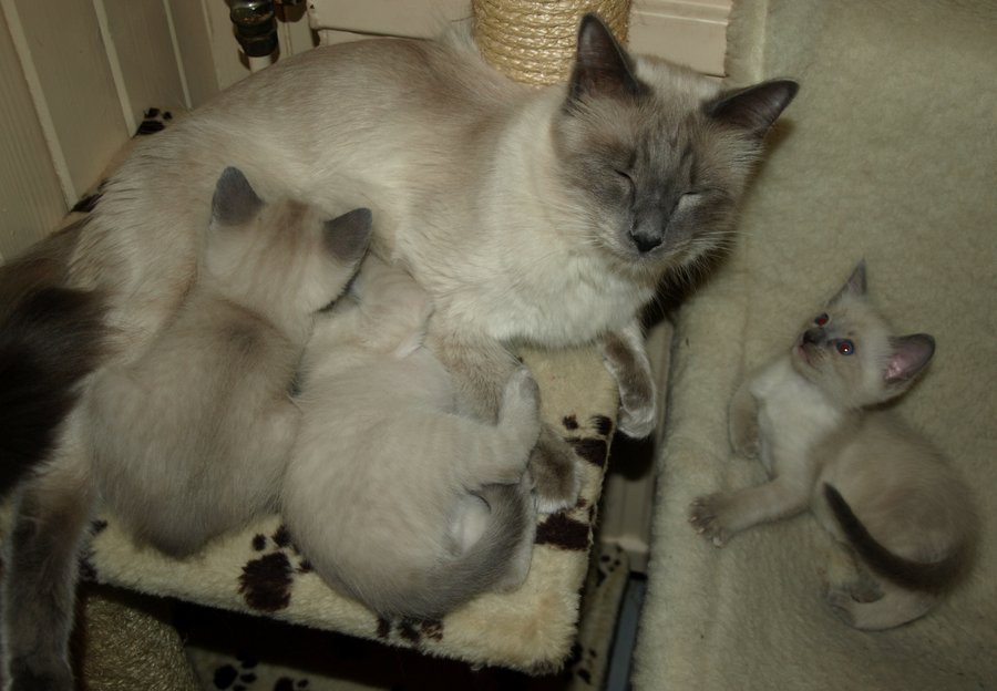 Кошка с котятами породы балинез
