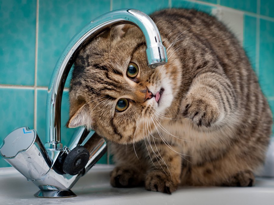 Обеспечьте кошке доступ чистой воды