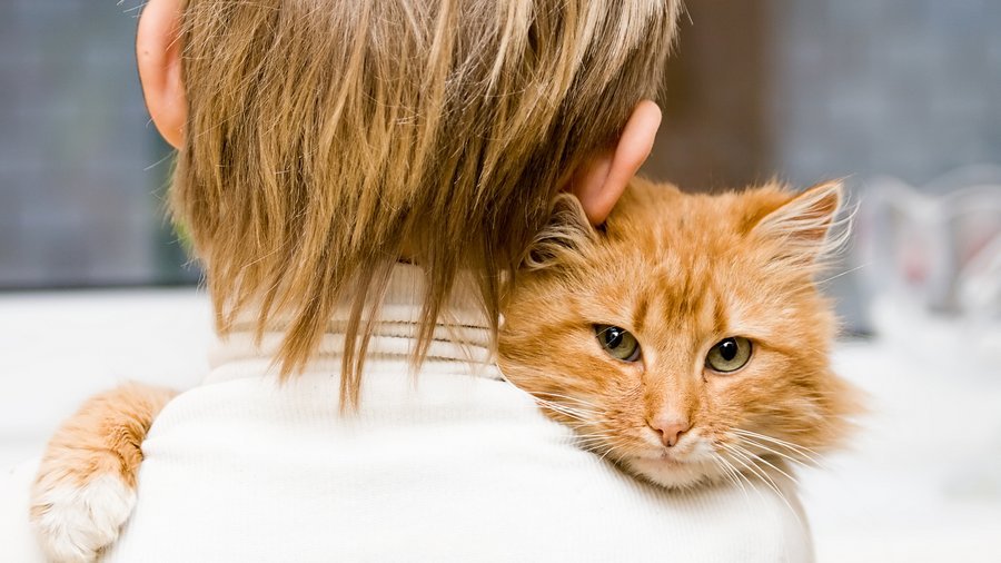 Есть поверье, что кошки могут даже лечить некоторые заболевания