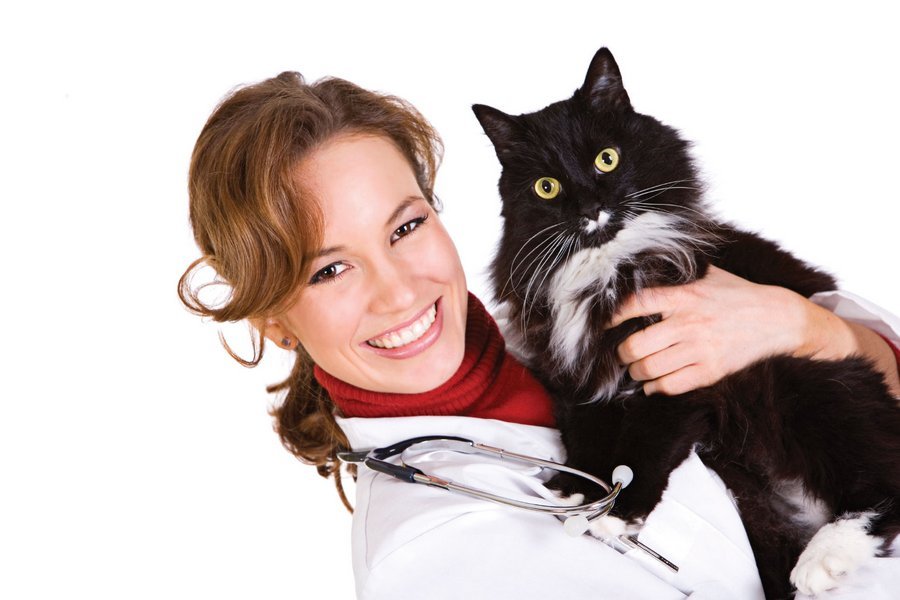 Вакцинация кошки предостережет вас от серьезных заболеваний
