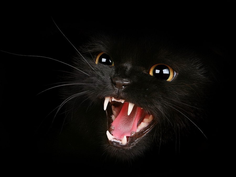 Есть поверье,что черная кошка охраняет жилище