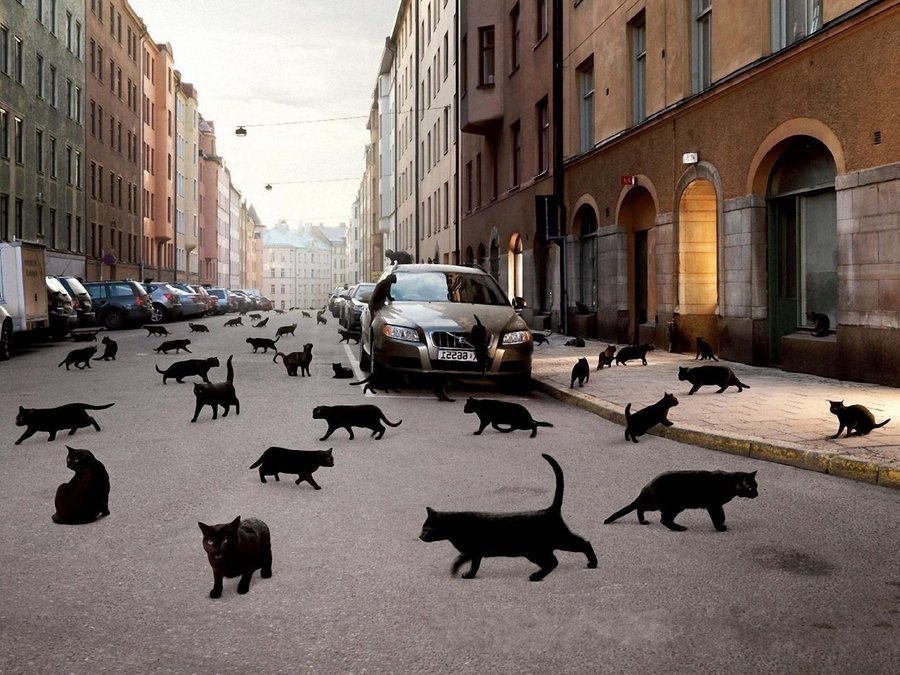 Люди до сих пор верят в приметы, которые связанны с черными кошками