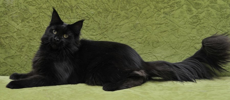 Кот породы мейн-кун  черного окраса