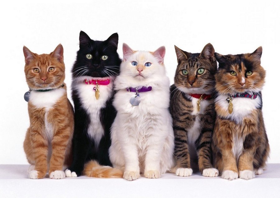 «Бриды» - кошки, которых используют для селекции