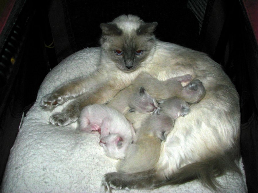 Кошка балинезийской породы с котятами