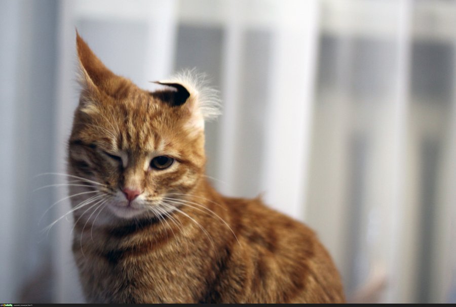 У кошачьих отменный слух