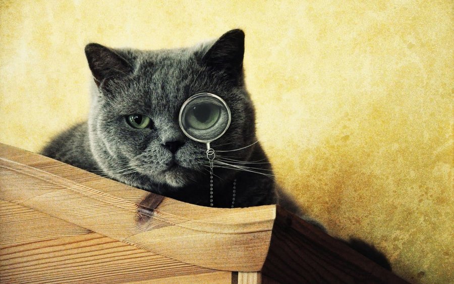 Глаза кошки не только видят, но и чувствуют