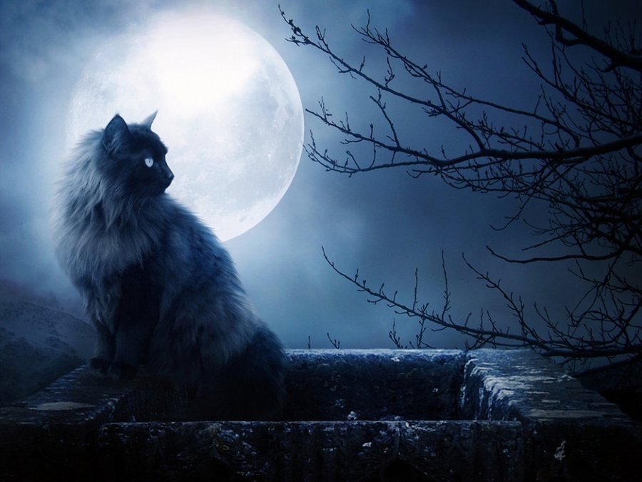 Благодаря всем своим органам чувств кошка отлично ориентируется в темноте