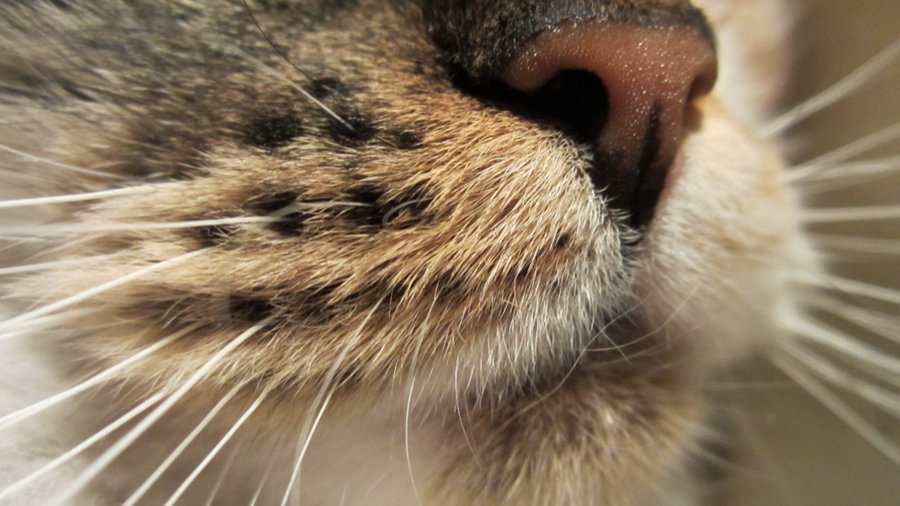 Усы играют важную роль в жизни кошки
