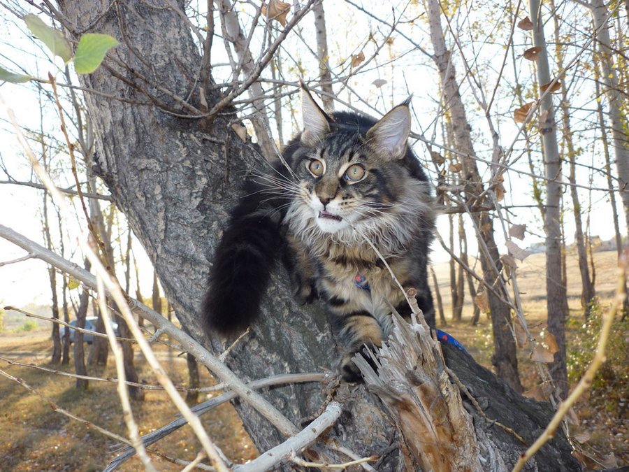 Окультуренные лесные кошки превратились в любимых, пушистых домашних животных