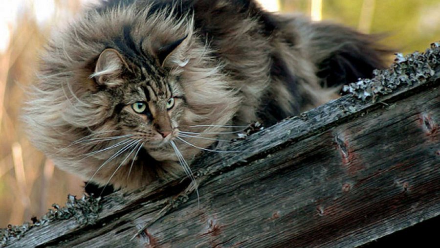 Своим существованием домашние кошки обязаны аборигенным породам
