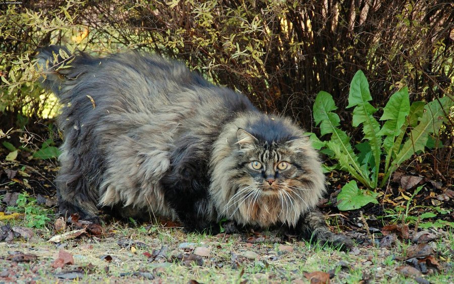 Норвежская порода кошек