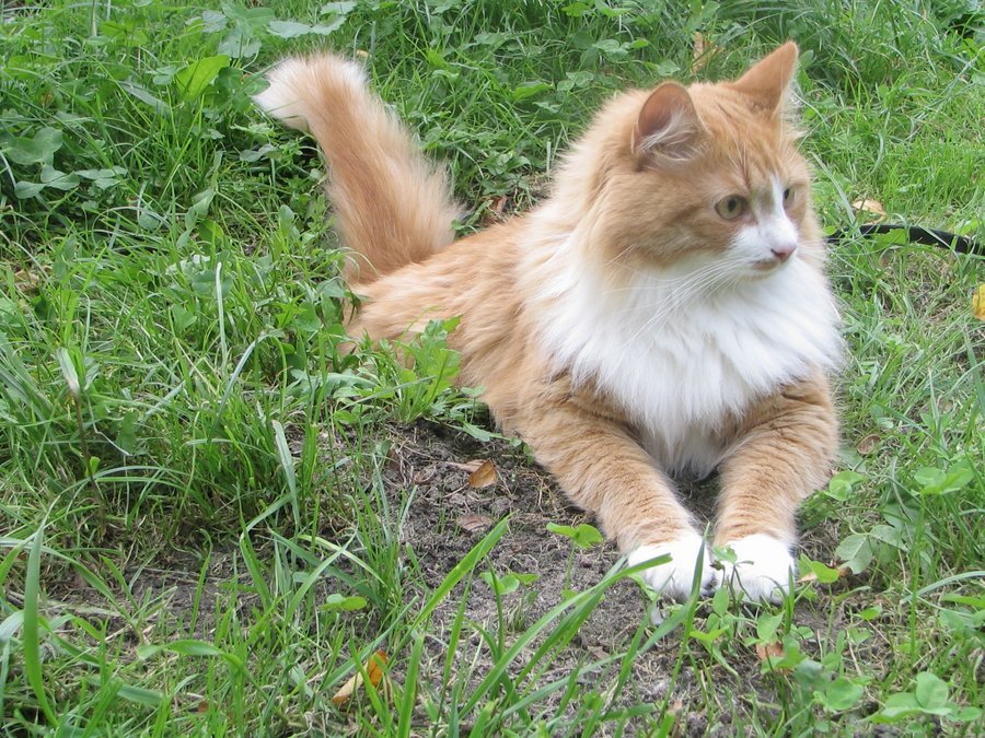Сибирская кошка рыжего окраса