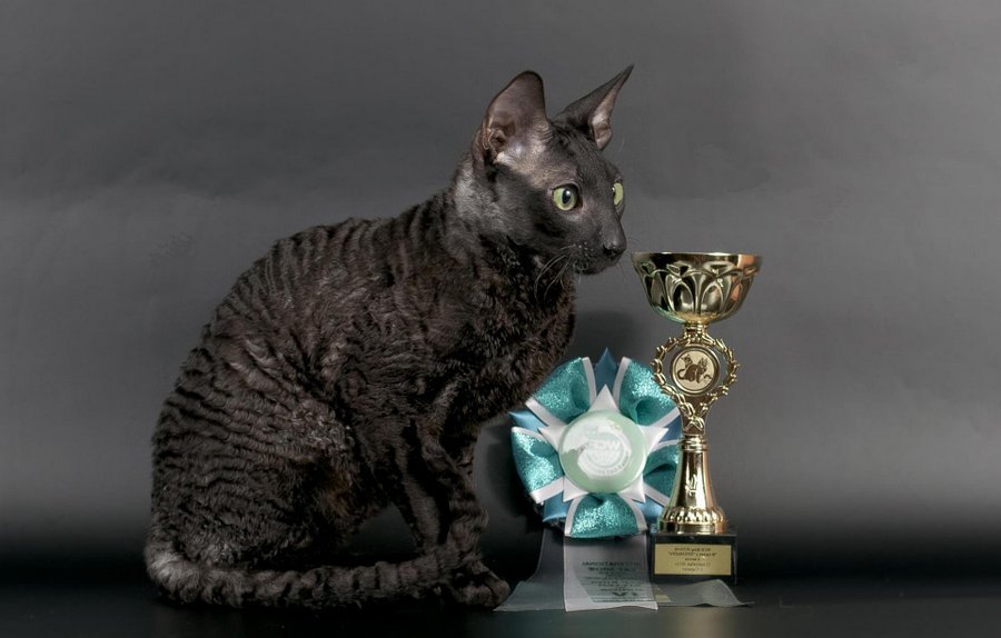 Зачастую кошки породы корниш-рекс становятся призерами на выставках
