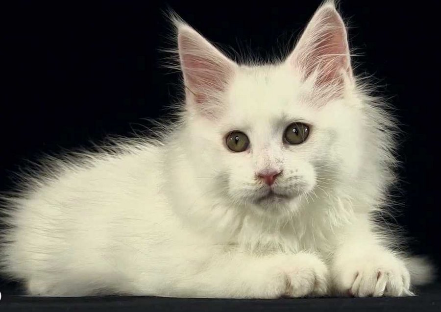 Котенок породы мейн-кун белого окраса