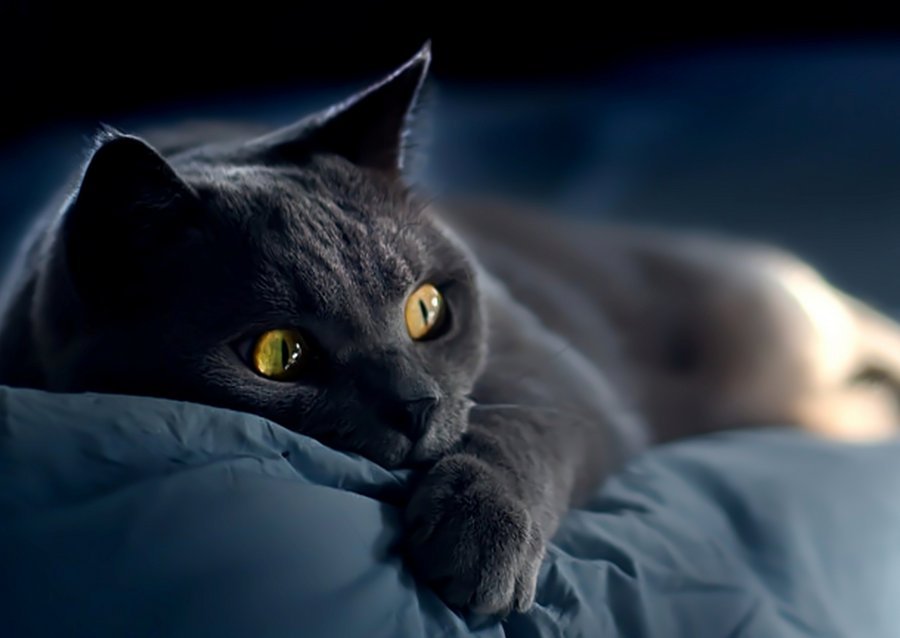 Кошка принесет в ваш дом тепло и уют
