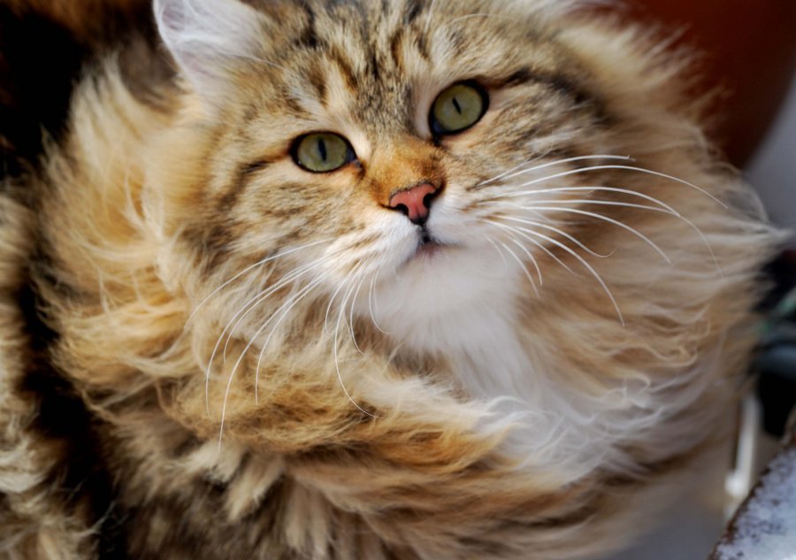 Сибирская кошка - удивительное и загадочное создание природы и генетиков