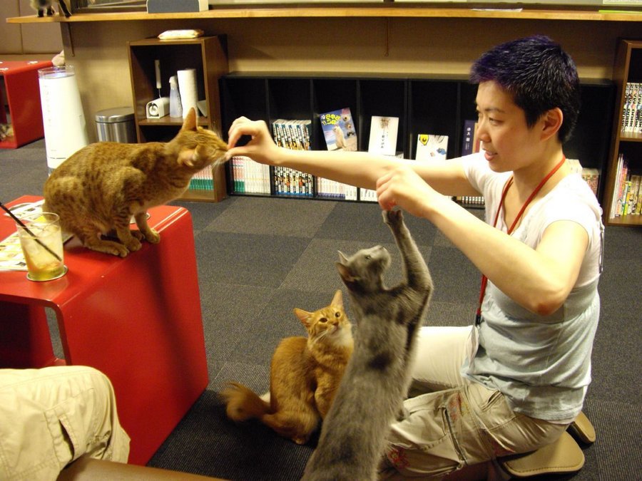 В Японии большой популярностью пользуются кафе для кошек