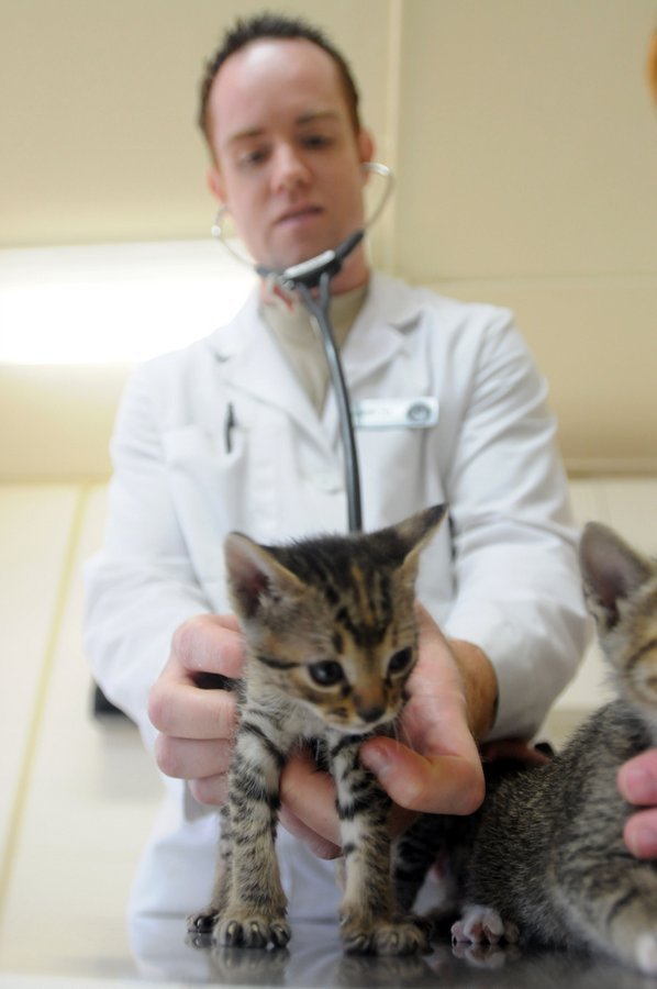 Кошки как и люди подвержены простудным заболеваниям