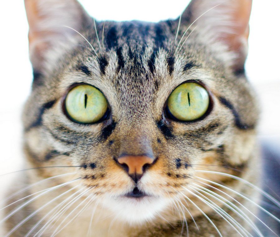 Бразильская кошка имеет раскосые и очень красивые глаза