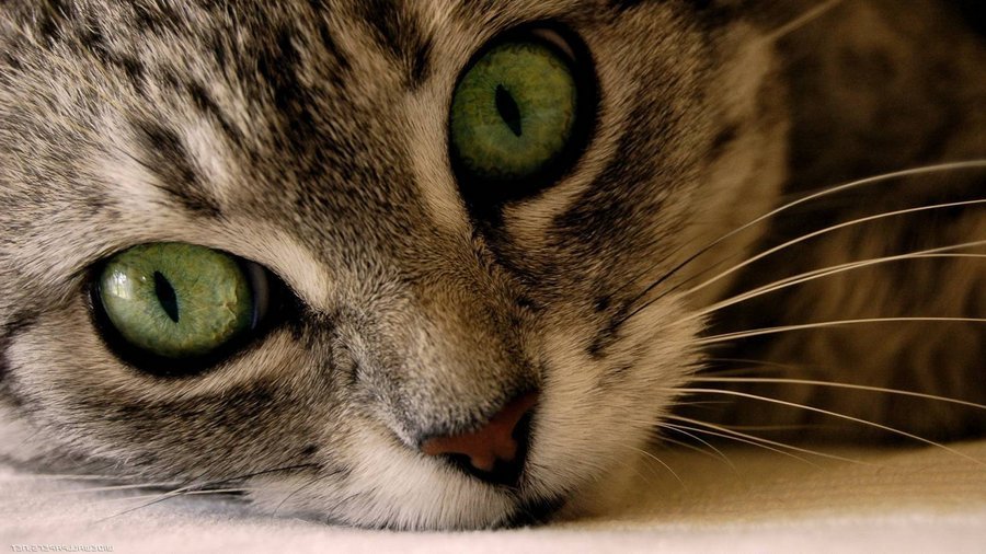 Если ваша кошка пытается спрятаться или убежать, возможно, ее что-то беспокоит