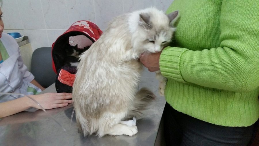 После оказания первой помощи, покажите кошку ветеринару
