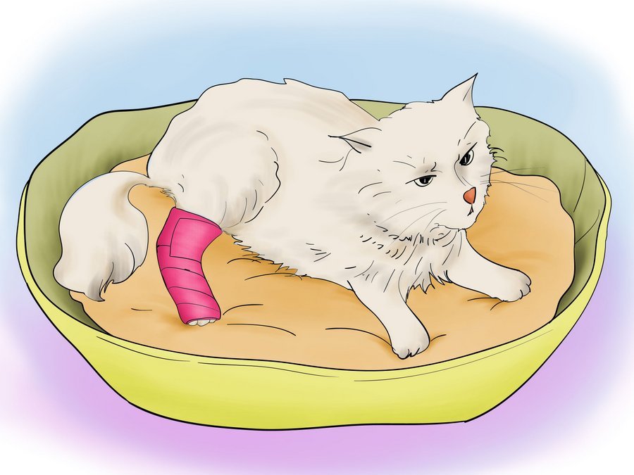 Чаще всего кошки получает раны обороняясь 