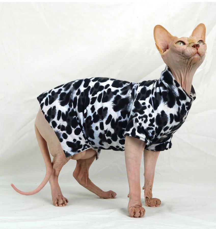 Кошку одеваю в соответствии с требованиями моды