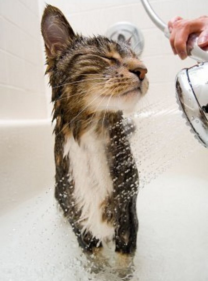 Котик принимает душ